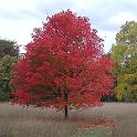 14 Anglesey Abbey October 2003